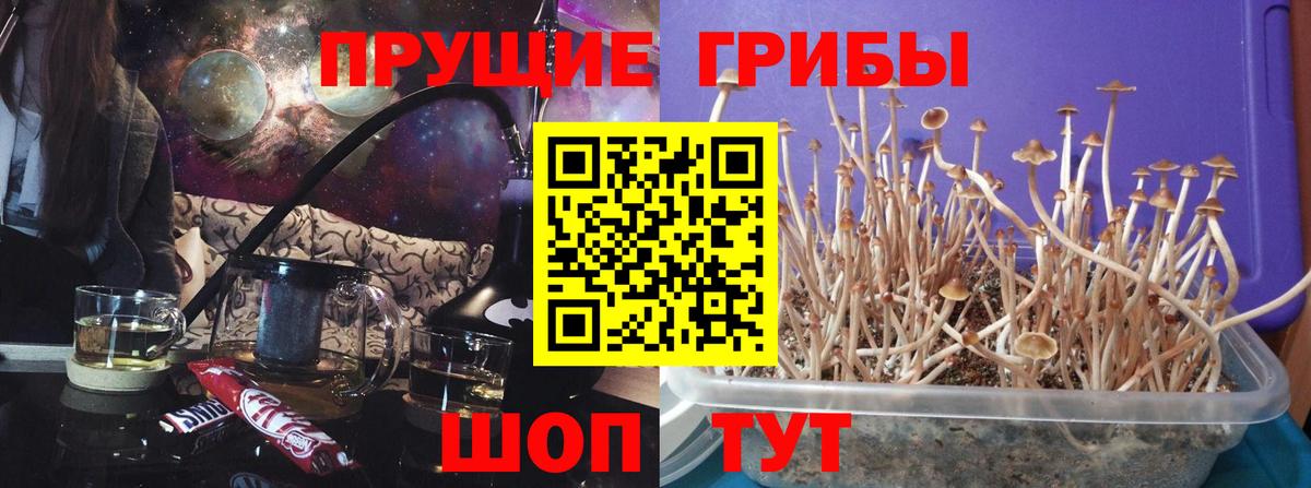 Галлюциногенные грибы Cubensis Сальск